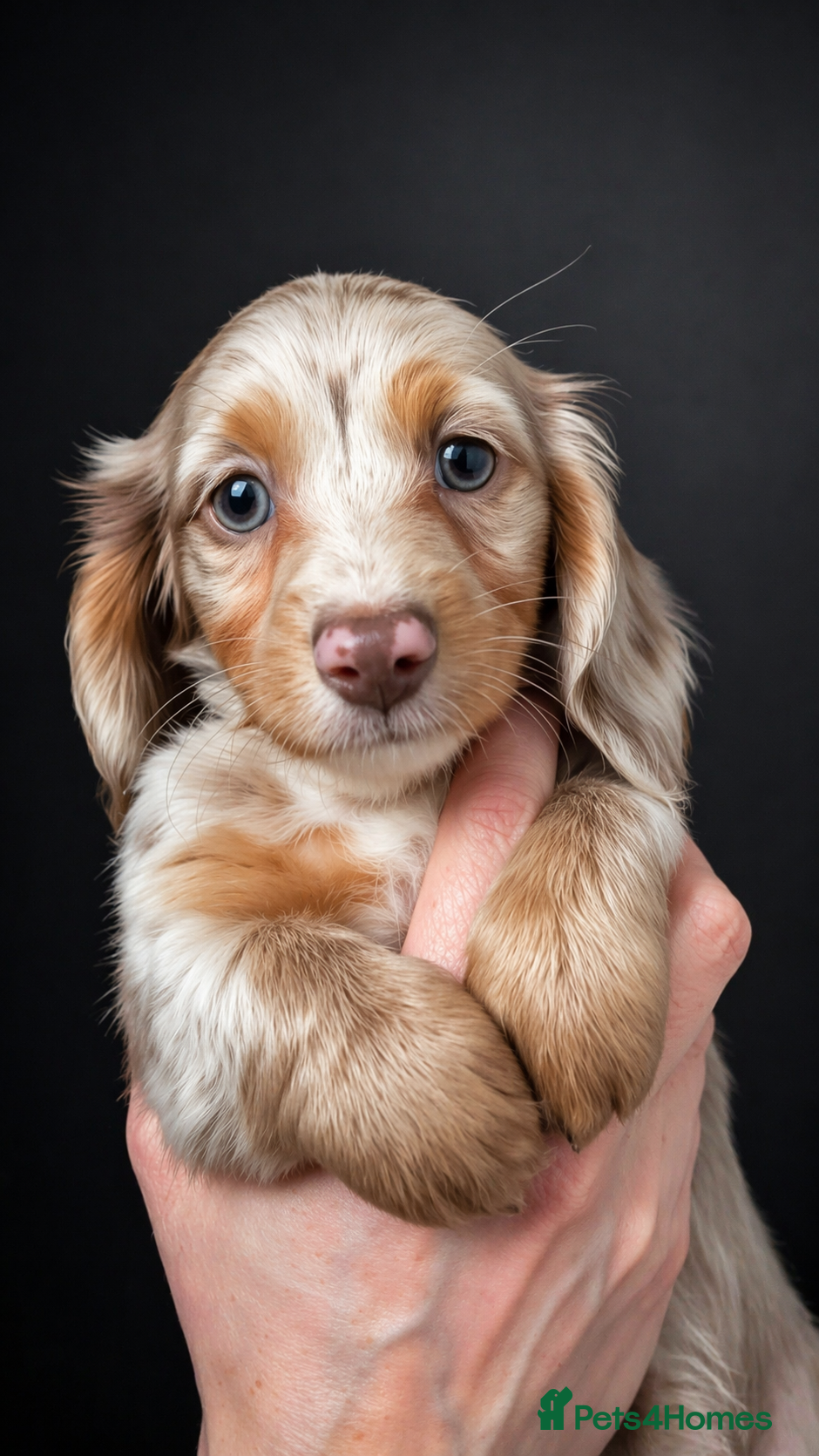 Miniature Dachshund dogs Long haired Miniature dachshund puppies KC REG - Advert 15