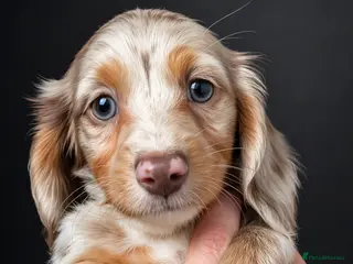 Miniature Dachshund dogs Long haired Miniature dachshund puppies KC REG - Advert 13