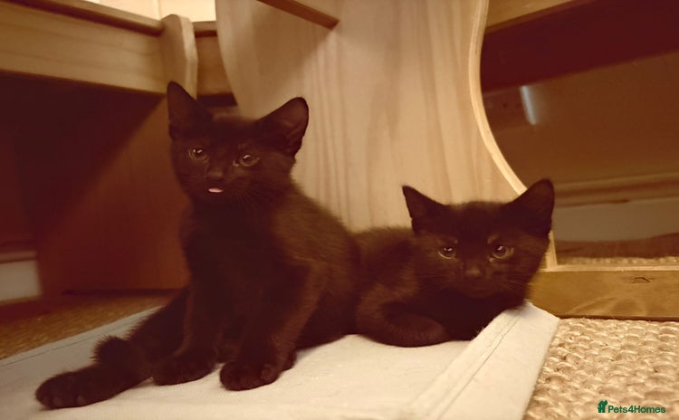 British Shorthair cats - Advert 4