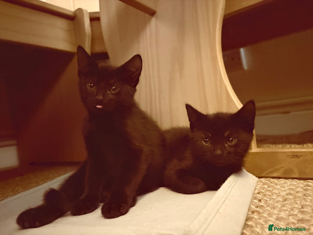 British Shorthair cats for sale: 2 Black Female kittens Ready to go - Image 1
