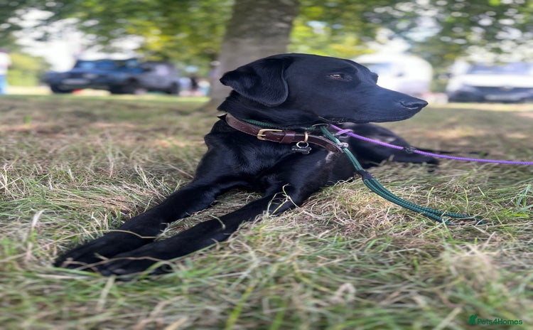 Labrador Retriever dogs - Advert 1