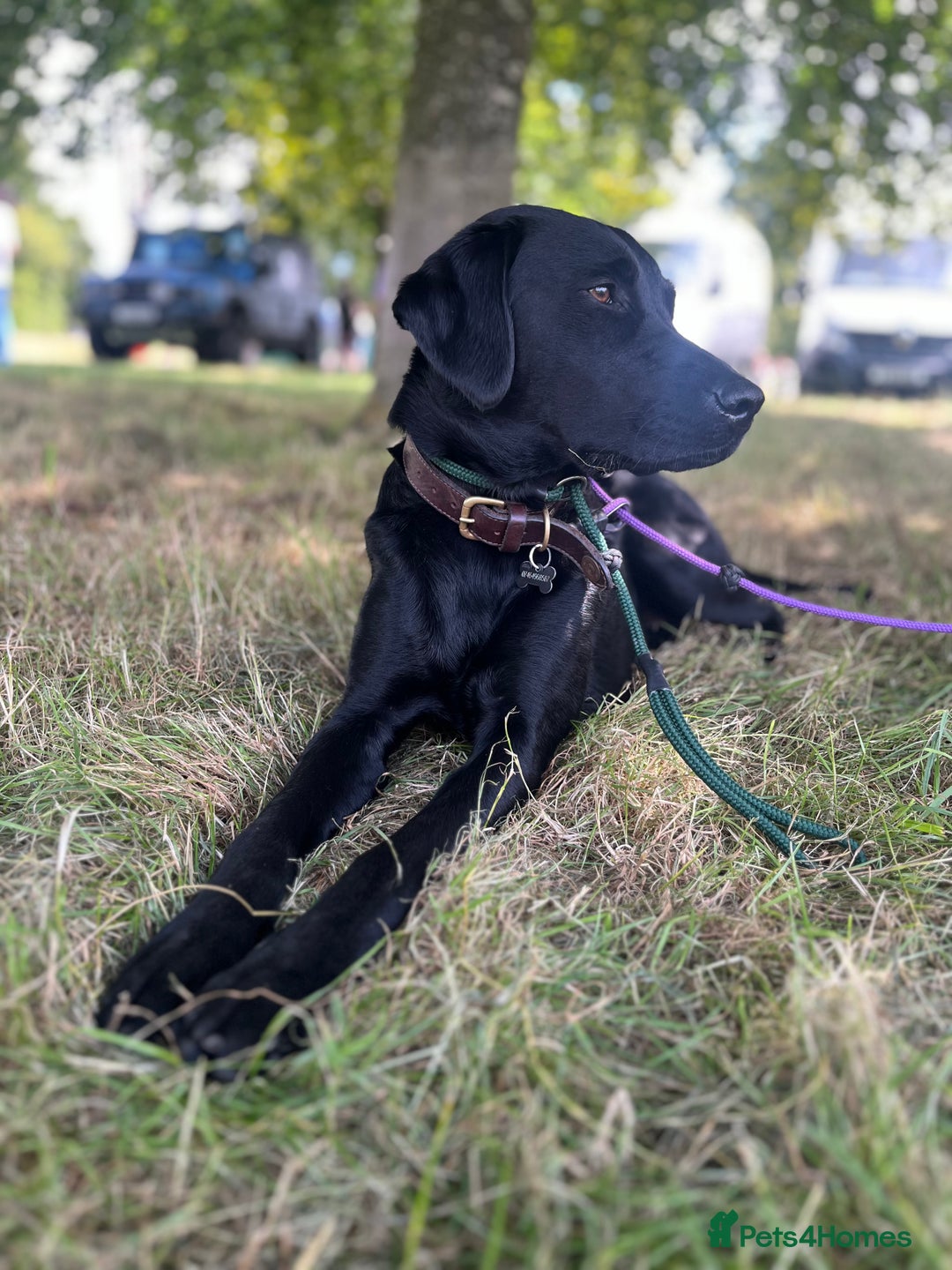 Labrador Retriever dogs for sale: Confirmed litter 15/10/25 - Image 1