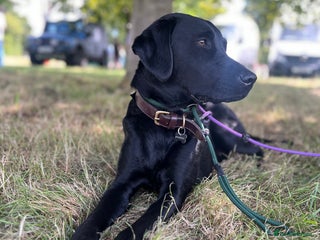 Labrador Retriever dogs - Advert 19