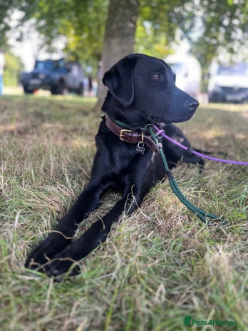 Labrador Retriever dogs - Advert 15