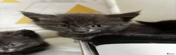 Mixed Breed cats for sale: Beautiful all grey Kittens  - Advert 11
