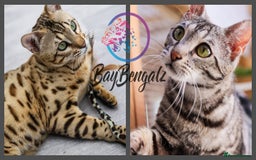 Bengal cats for sale: Stunning 5th generation bengal kitten - Image 12
