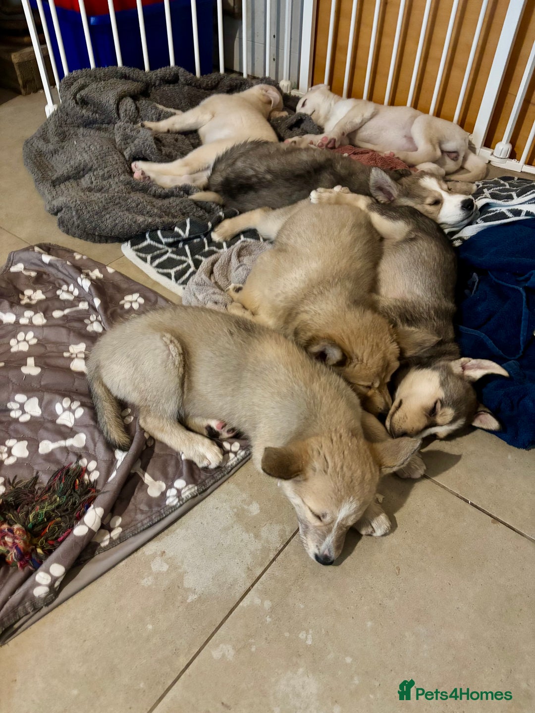Pomsky dogs for sale: Adorable Blue Eyed 🐾 Long Eared Pomskies  - Image 22