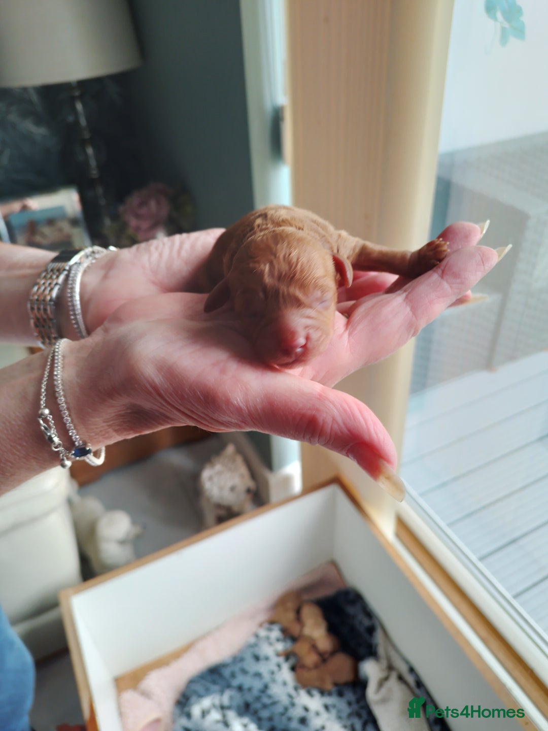 Toy Poodle dogs for sale: Pedigree toy poodles - Image 7