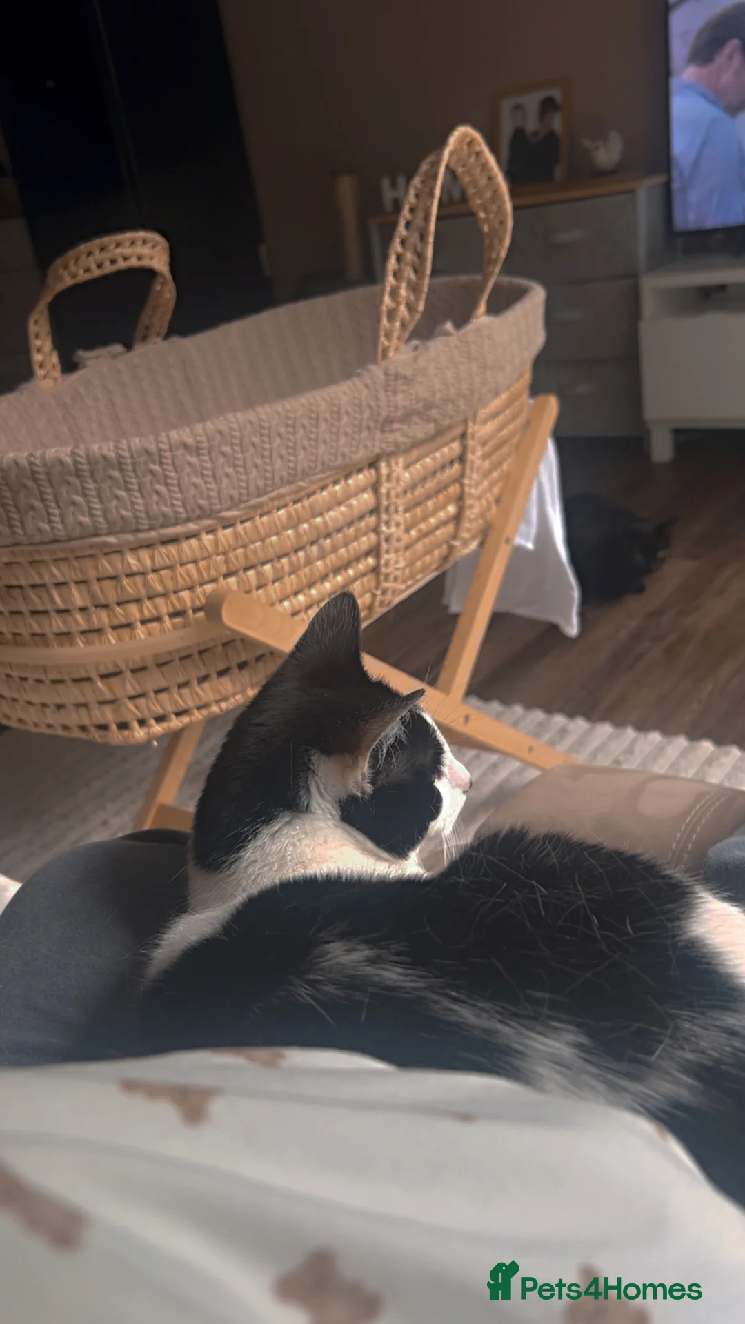 Mixed Breed cats for sale: 1 year old kitten - Advert 1