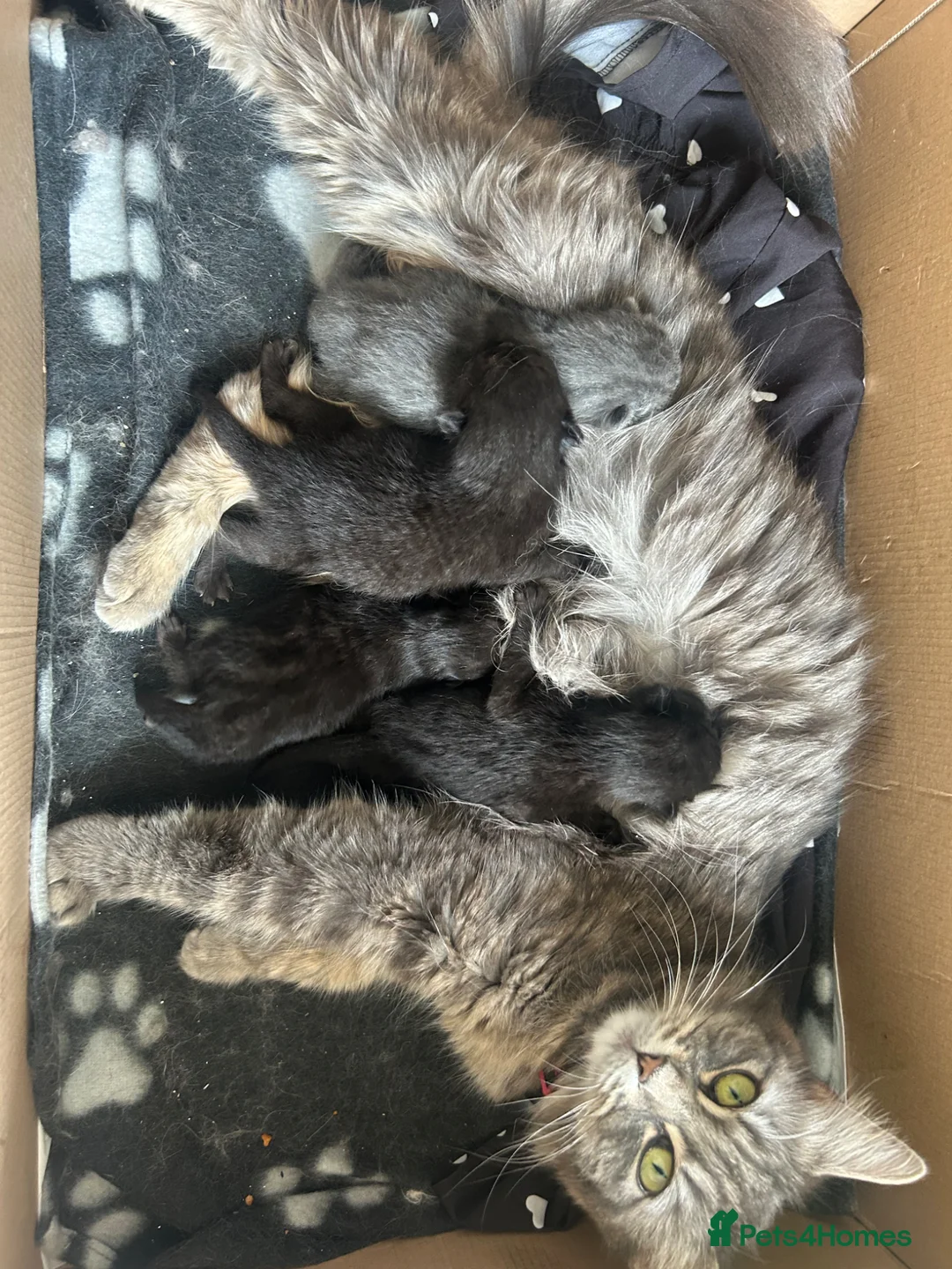 Mixed Breed cats for sale: 3 kitten  - Advert 4