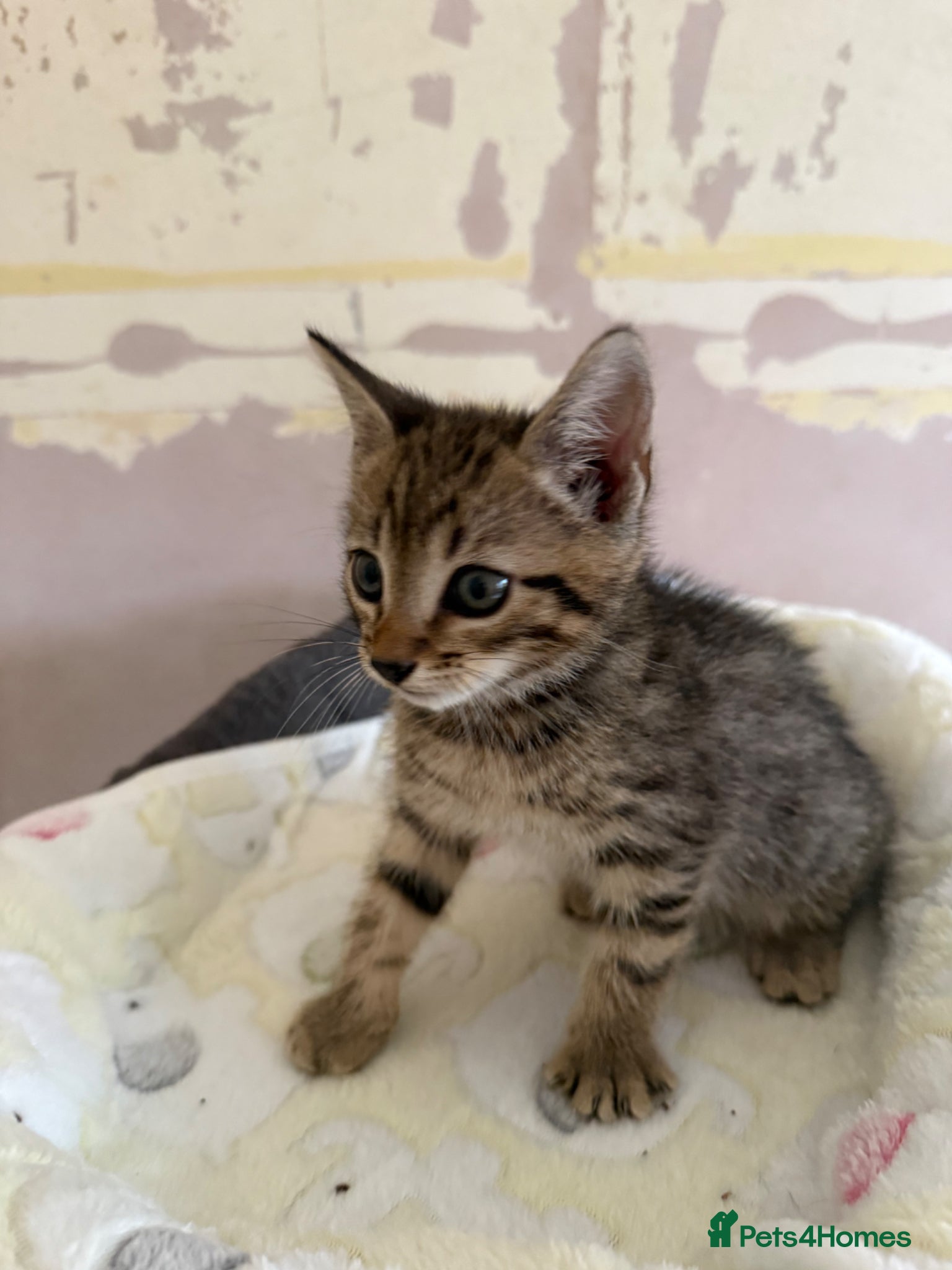 Bengal cats for sale: Cute Tabby/bengal kitty Looking for a Loving Home! - Advert 3