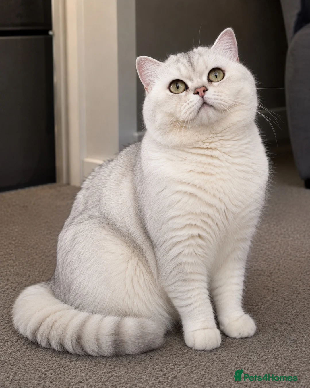 British Shorthair cats for stud: Superb quality NS12 for stud duties ONLY - Advert 1