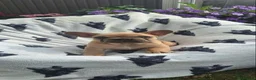 French Bulldog dogs for sale: French Bulldog PuppiesReady for Their Forever home - Advert 7