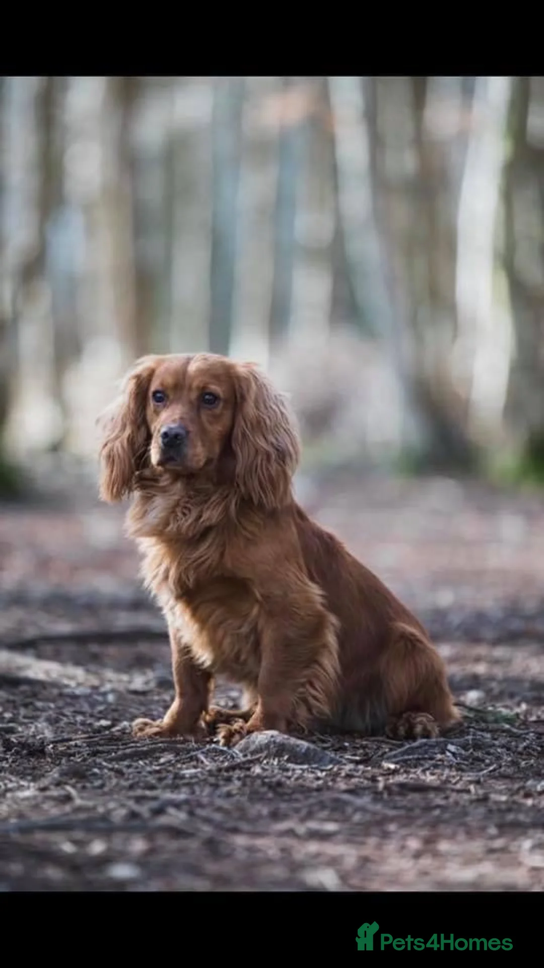 Cocker Spaniel dogs for stud: DARK RED KC HEALTH TESTED WORKING COCKER STUD in Market Drayton - Advert 4
