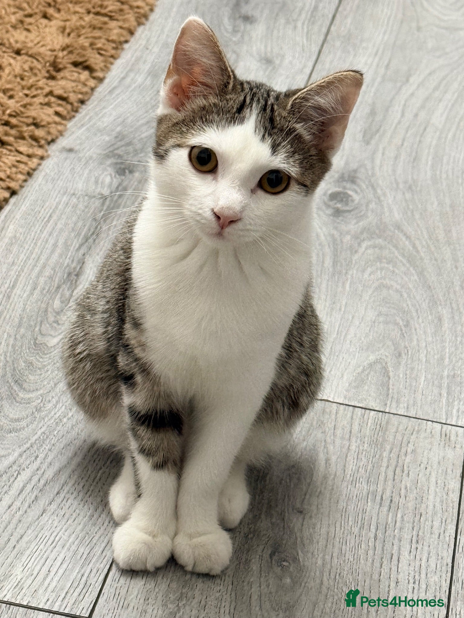 Domestic Shorthair cats Beautiful Domestic Short Hair  - Advert 1