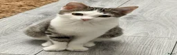 Domestic Shorthair cats for sale: Beautiful Domestic Short Hair  in Leicester - Advert 1
