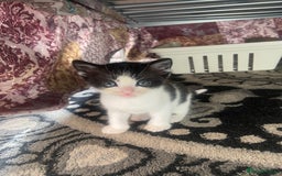 Domestic Shorthair cats for sale: Adorable Black & White Kittens  - Image 13