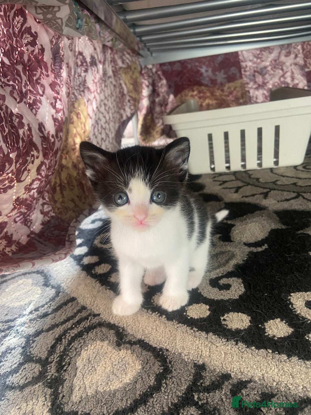 Domestic Shorthair cats for sale: Adorable Black & White Kittens  - Image 13