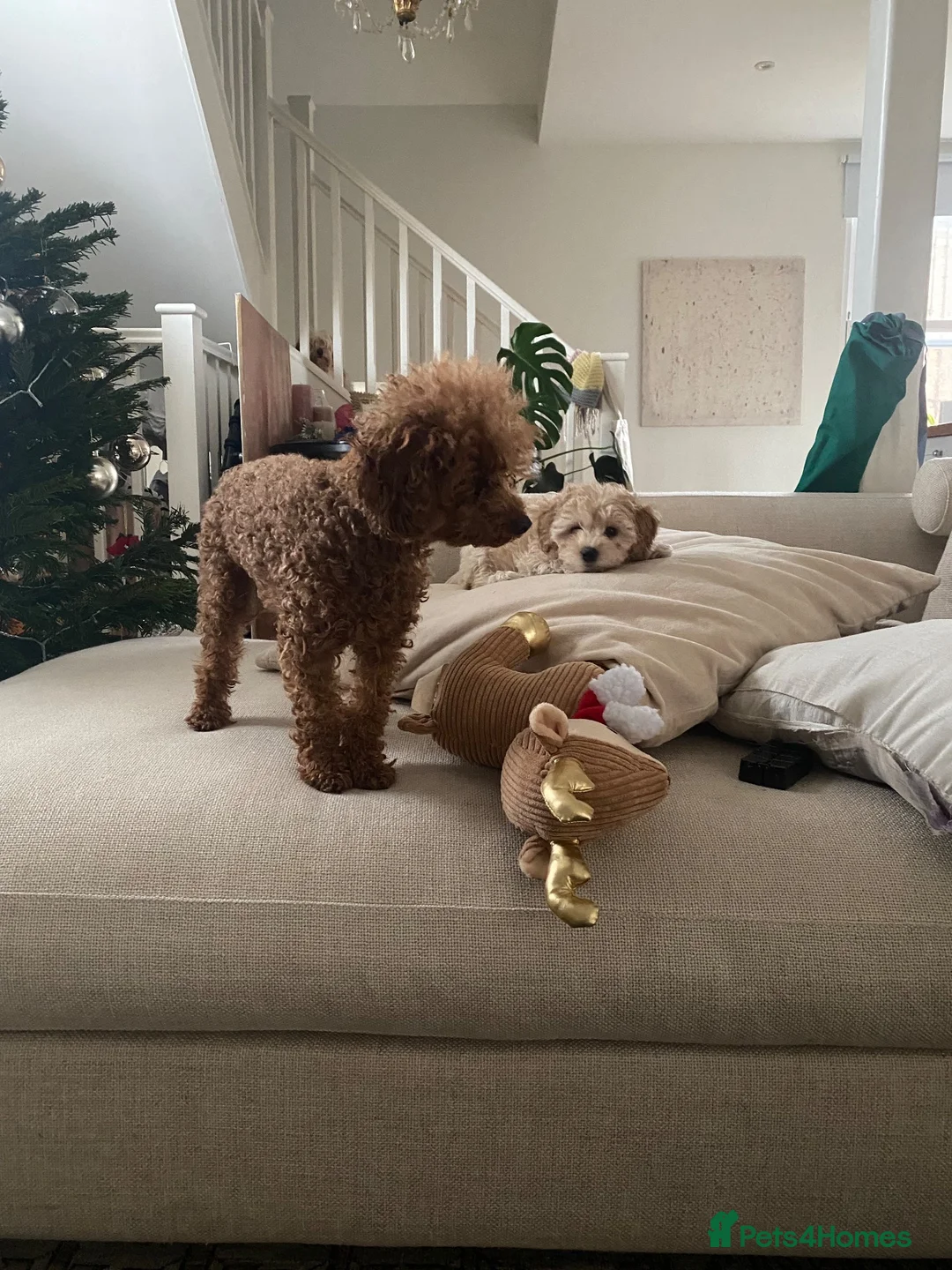 Toy Poodle dogs for sale: Gorgeous KC registered Toy Poodle - Advert 2