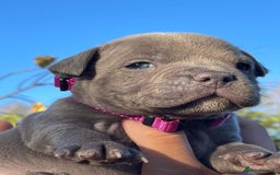 Staffordshire Bull Terrier dogs for sale: SIMPLY STUNNING COI 5.4% - Advert 12