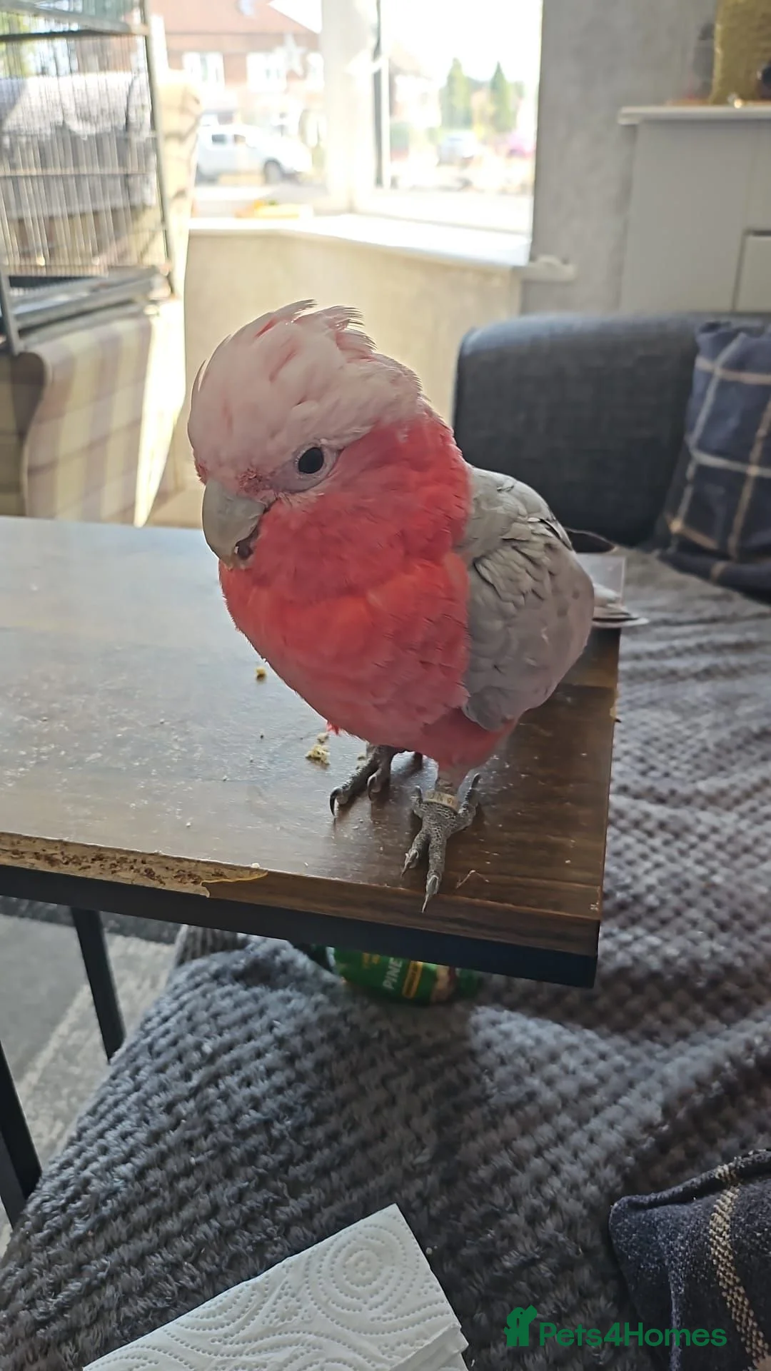 Cockatoo birds for sale: Cookie stupidly tame galah cockatoo  - Advert 2