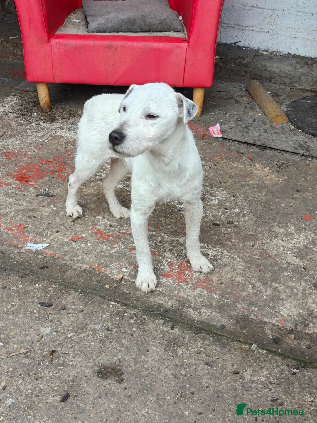 Jack Russell dogs for stud: 2x jack russell for stud in Doncaster - Advert 15
