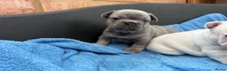 French Bulldog dogs for sale: French bulldog  in Maidstone - Advert 17