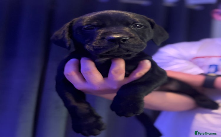 Mixed Breed dogs - Advert 6
