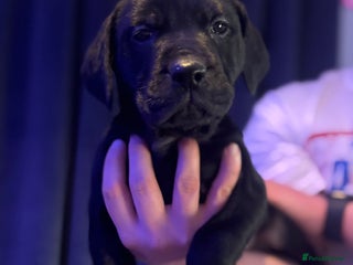 Mixed Breed dogs - Advert 1