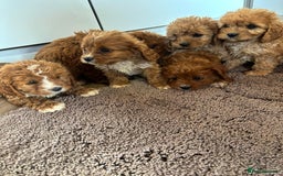 Cavapoo dogs for sale: Gorgeous cavapoos  - Image 21