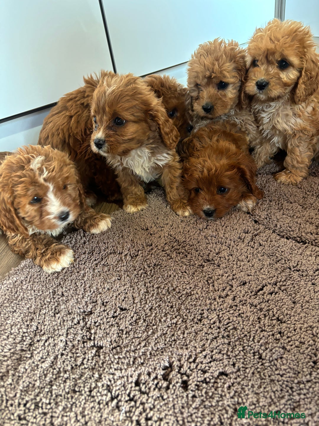 Cavapoo dogs for sale: Gorgeous cavapoos  - Image 21