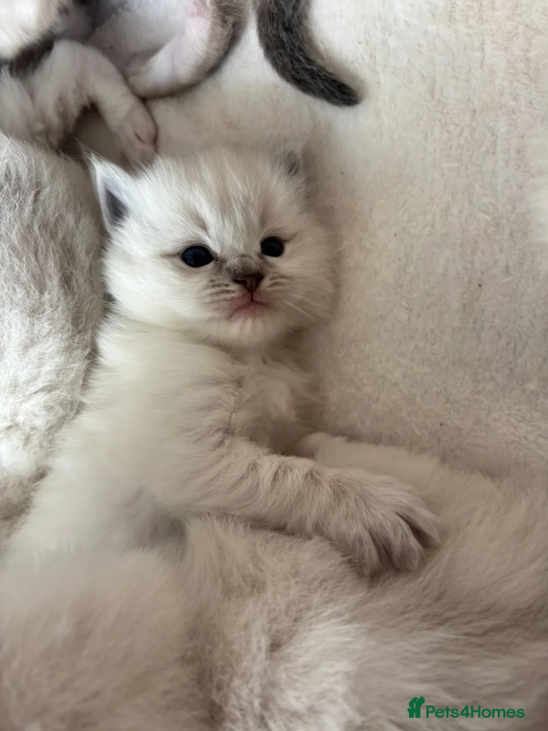 Ragdoll cats for sale: 6 Beautiful Springtime Ragdoll Kittens for sale - Advert 2