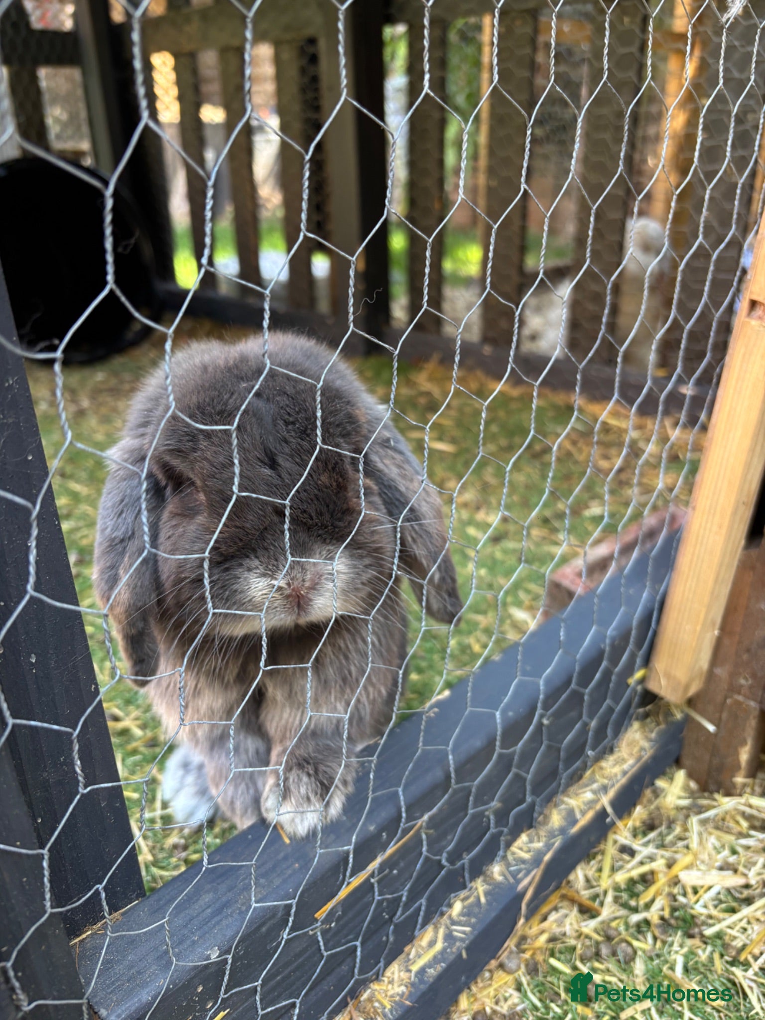Mini Lop rabbits Male mini lop  - Advert 14