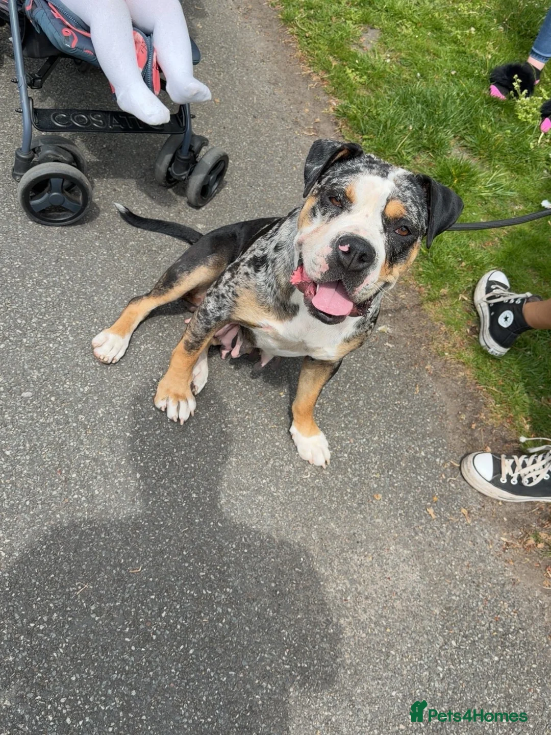 Alapaha Blue Blood Bulldog dogs for sale: Female 1 year old alapaha blood bulldog  - Advert 1
