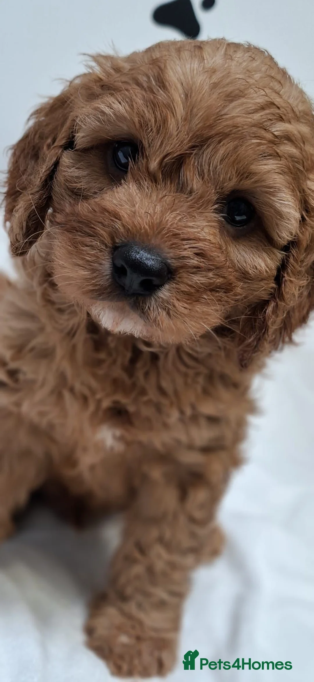 Cavapoo dogs for sale: Stunning Apricot/Red Cavapoo Puppies Available ♥️ - Advert 11