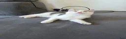 Mixed Breed cats for sale: 1 male kitten - Advert 1