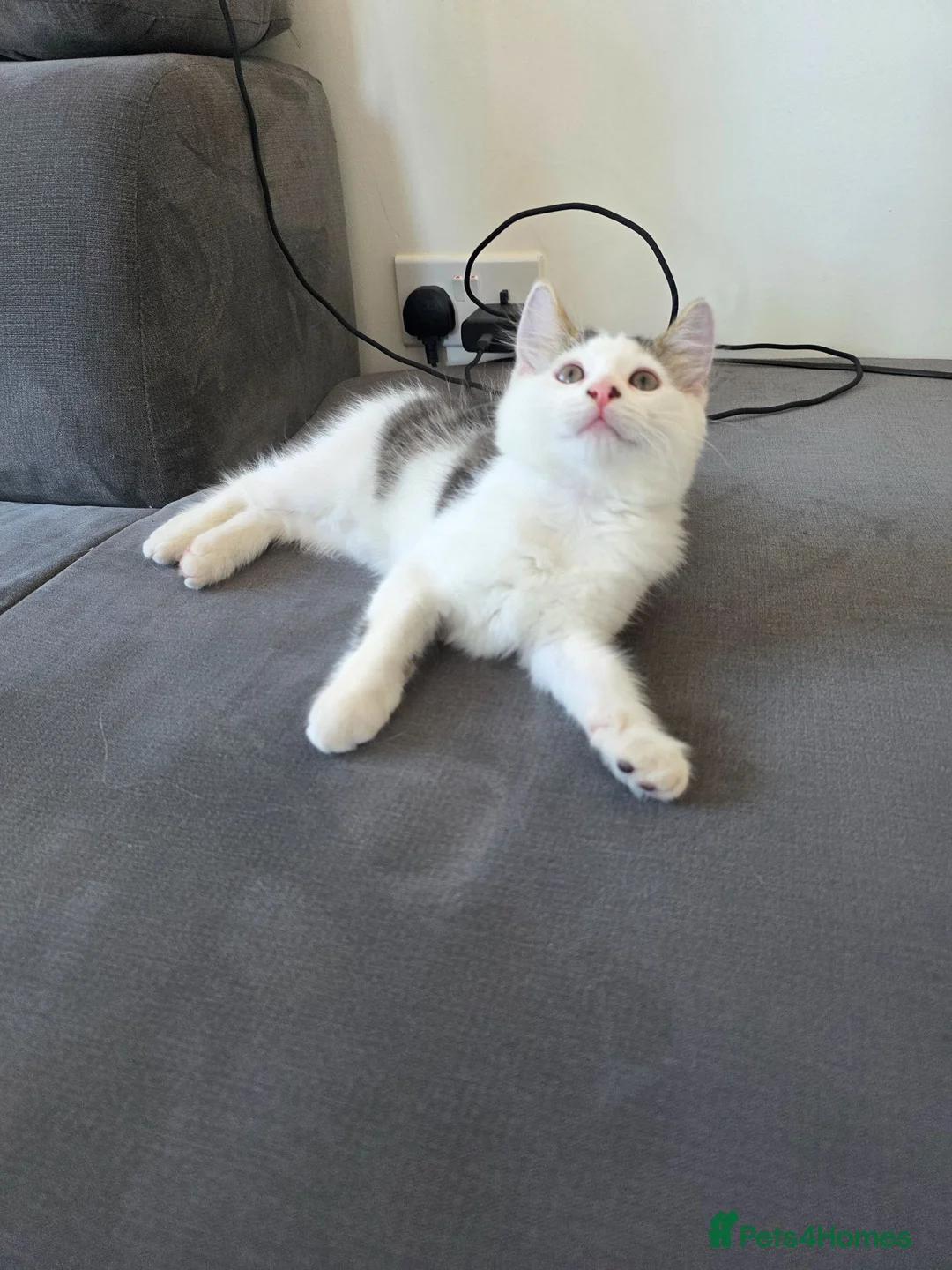 Mixed Breed cats for sale: 1 male kitten - Advert 1
