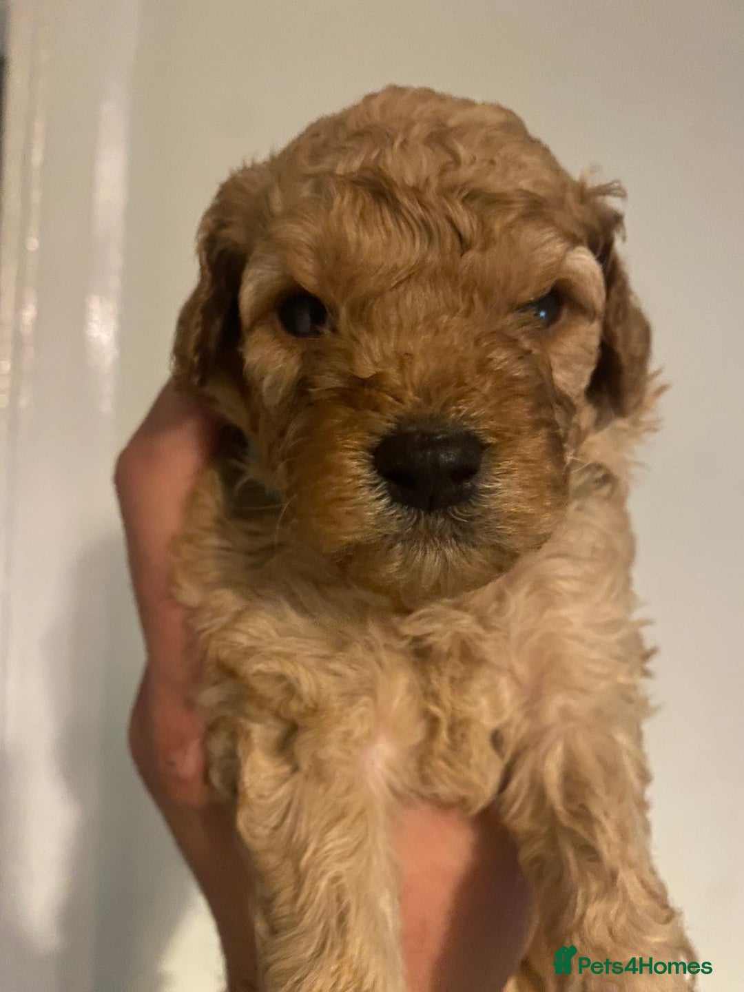Cavapoo dogs for sale: Cavapoo puppy’s  - Image 12