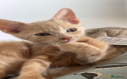 Mixed Breed cats for sale: Beautiful mixed kittens  - Image 4