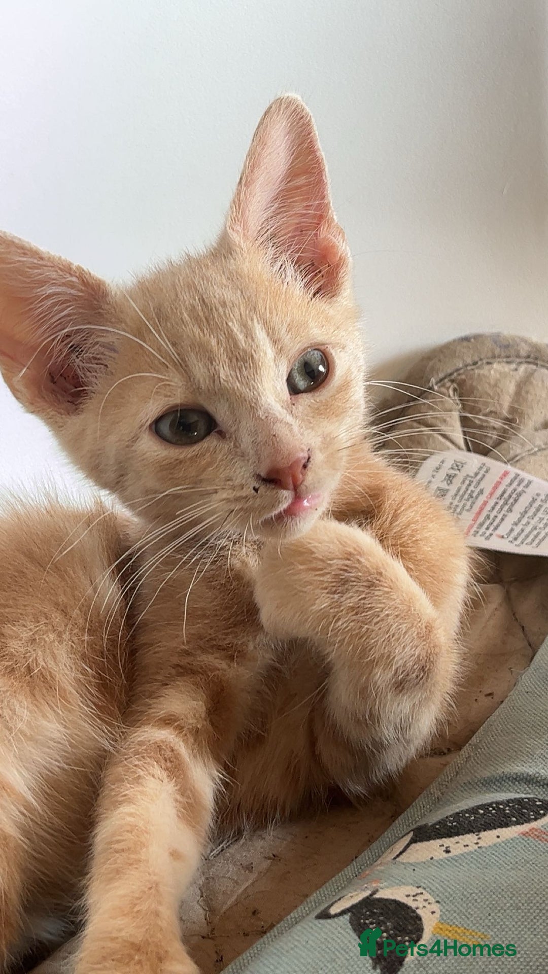 Mixed Breed cats for sale: Beautiful mixed kittens  - Image 4