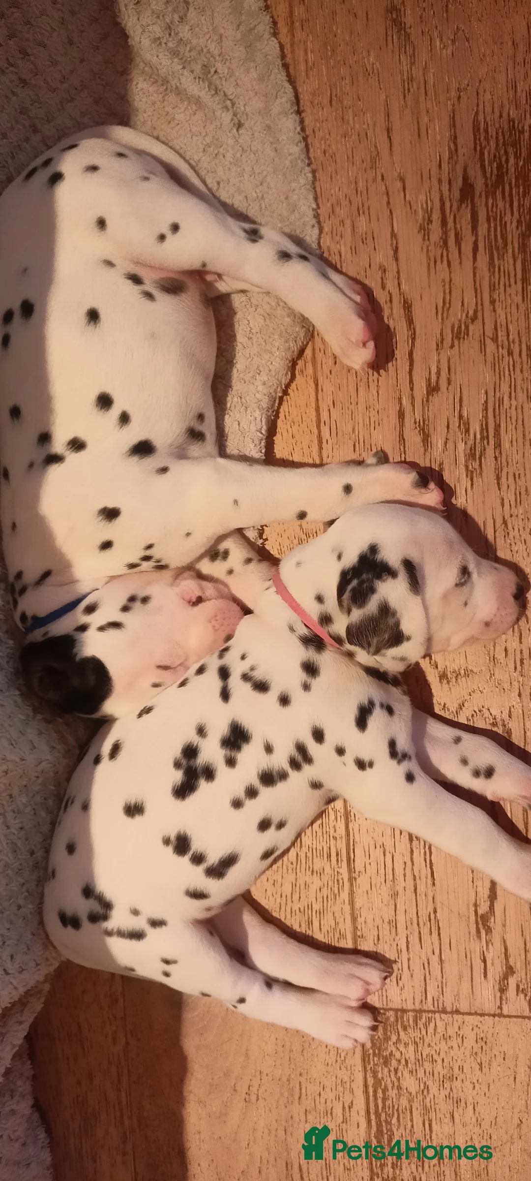 Dalmatian dogs for sale: Beautiful dalmatian puppies - Advert 7