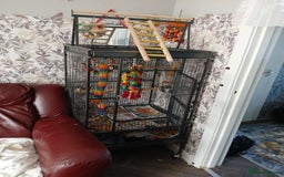 Parrots birds for sale: Indian rigneck  - Image 3