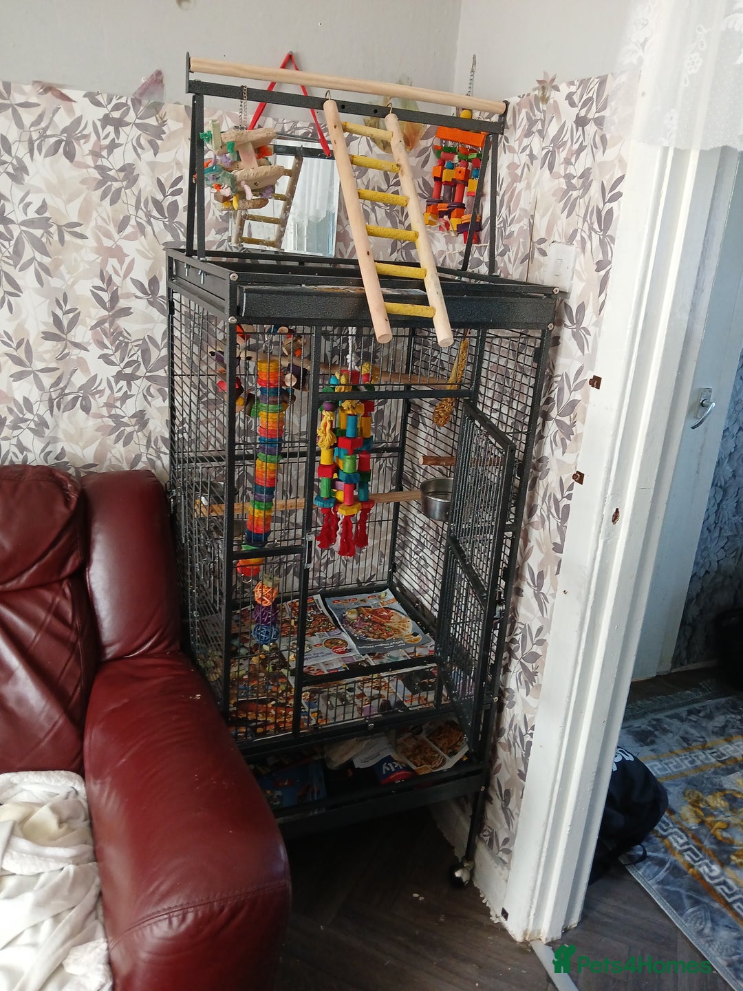 Parrots birds for sale: Indian rigneck  - Image 3