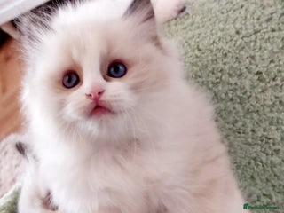 Ragdoll cats Beautiful Ragdoll kittens raised with ❤️ - Advert 5