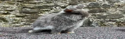 Mini Lop rabbits for sale: Blue fox boy for sale  - Advert 3