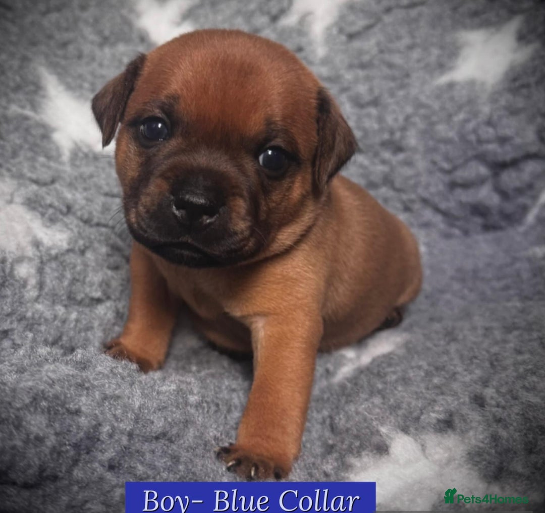 Staffordshire Bull Terrier dogs for sale: Outstanding Vangerbull Red SBT litter!  - Image 6