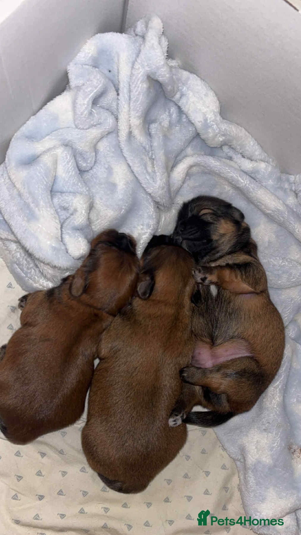 Mixed Breed dogs Lhasa-apso x Pomeranian pups - Advert 3