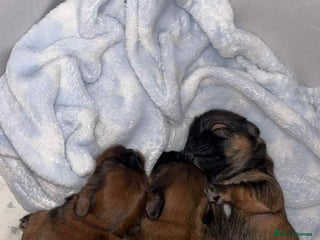 Mixed Breed dogs Lhasa-apso x Pomeranian pups - Advert 3