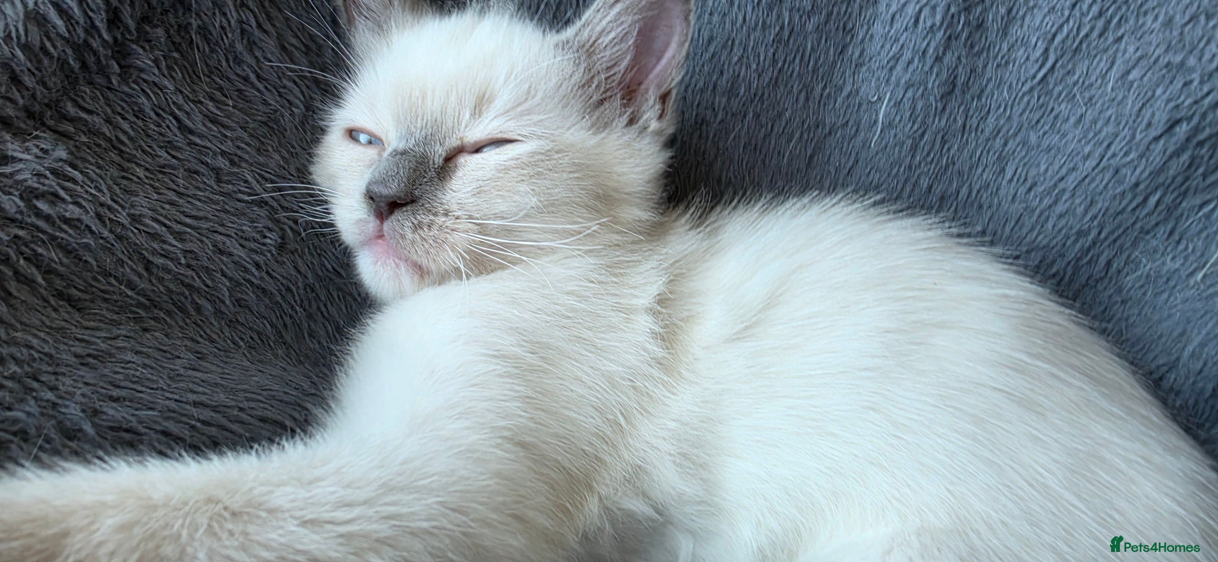 Ragdoll cats 💉🩺 Cute Ragdoll vaccinated & microchipped - Advert 2