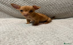 Jack Russell dogs for sale: Jack Russell puppies (JUST 1 LEFT) (LUNA) - Image 12